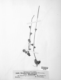 Synchytrium aureum image